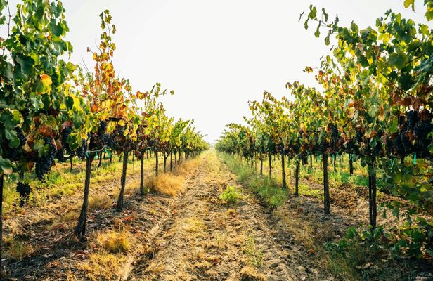 Ginosa private tasting experience from Matera