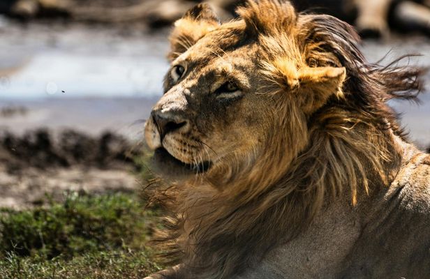 Mikumi National Park one-day safari with flights from Zanzibar