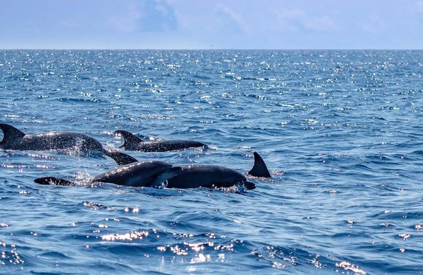 Boat tour dolphin quest in Vilamoura