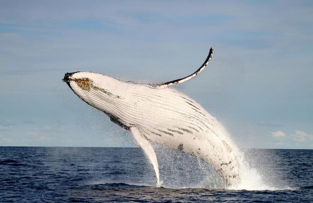 Whale discovery tour