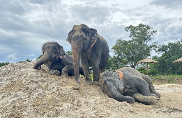 Guided elephant nature walk tour with transfer