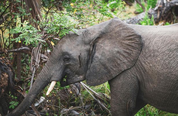 Nyerere National Park two-day premium safari with two game drives