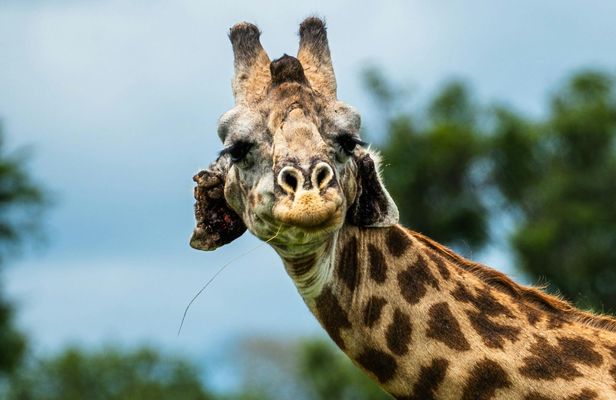 Mikumi National Park private one-day safari with flights