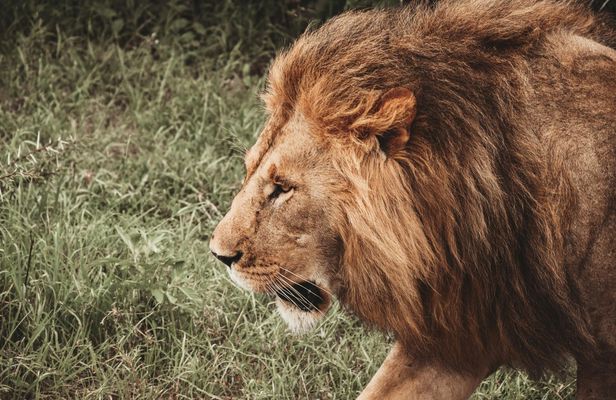 Nyerere National Park private one-day safari with flights