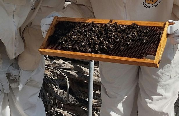 Beekeeping tour with honey tasting in Lanzarote