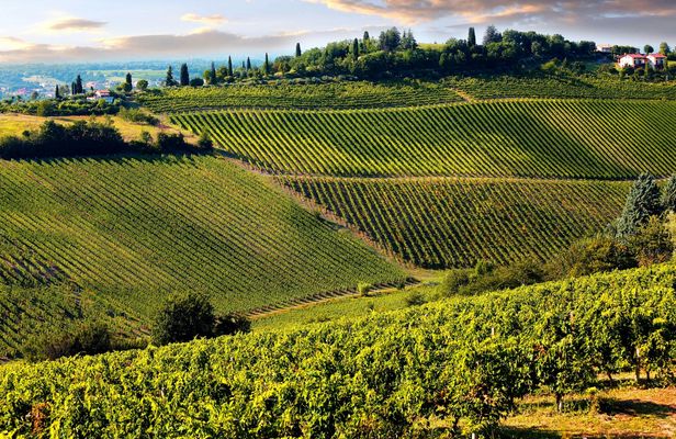 Chianti full-day guided tour with Tuscan brunch and wine tastings