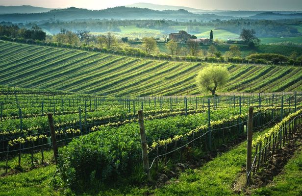 Wine tasting tour at Poggio del Moro boutique winery