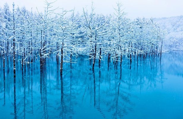 Day-tour to Hokkaido Asahiyama Zoo, Blue Pond, Ningle Terrace
