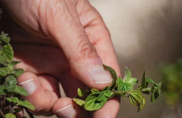 Botanical bitters workshop and nepeta liqueur tasting close to Noto