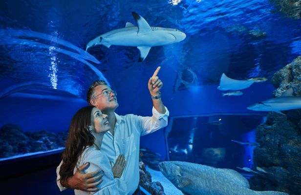 Cairns Aquarium Twilight guided tour with three course dinner