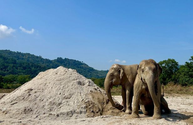 Ethical Elephant Sanctuary feeding experience