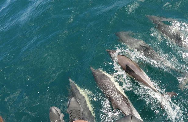 Dolphin watching in Gibraltar from the Coast of Cadiz