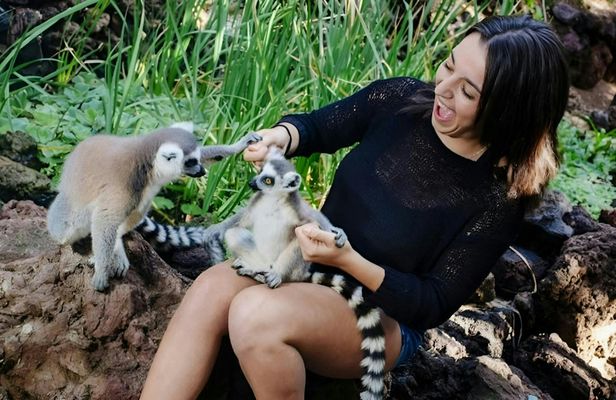 Oasis Park Fuerteventura entrance with lemur experience
