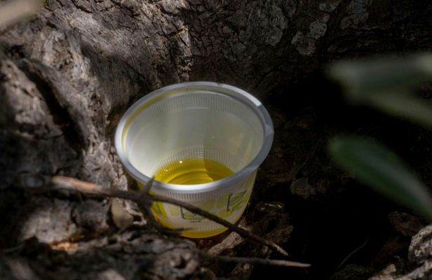 Olive grove guided tour with oil tasting in Agrigento