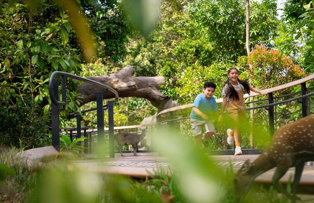 Rainforest Wild Asia