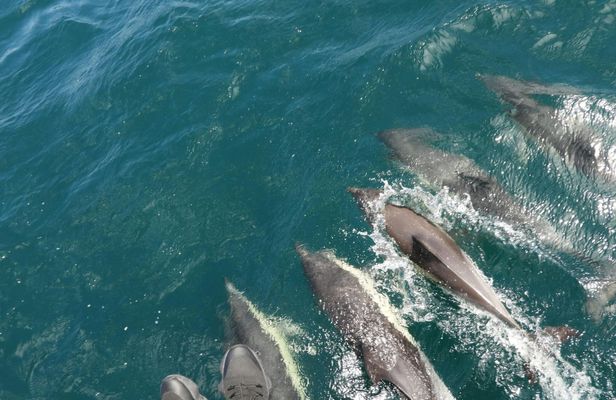 Dolphin watching in Tarifa from the coast of Cádiz with pickup