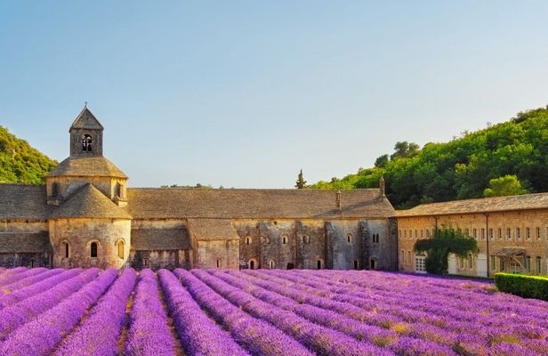 Provence lavender fields and Verdon Gorge guided tour from Nice