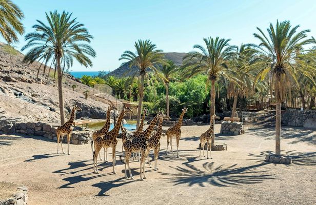 Oasis Wildlife Fuerteventura Ticket