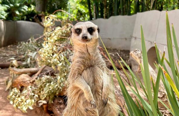 Adelaide Zoo General Admission Tickets