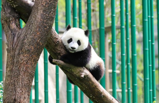 Chengdu private customized city tour