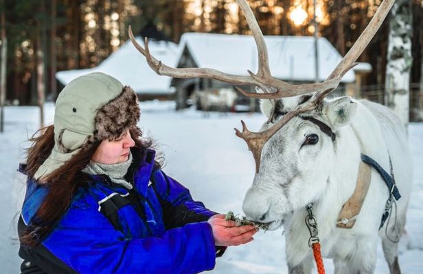 Reindeer safari at a 200-year-old farm with 2.5 km sled ride