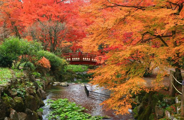 Atami Plum Garden and Shuzenji Onsen guided autumn tour