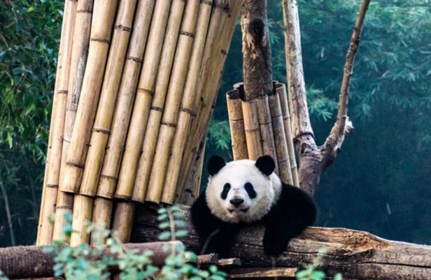 A Panda-themed adventure for families