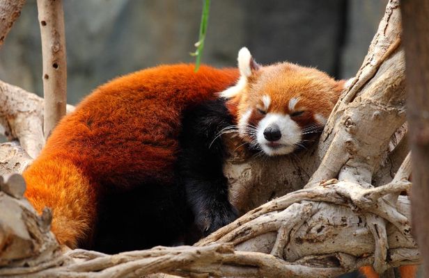 Red panda and Dujiangyan private tour