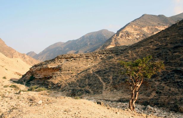 Full-day Salalah explorer, east and west highlights