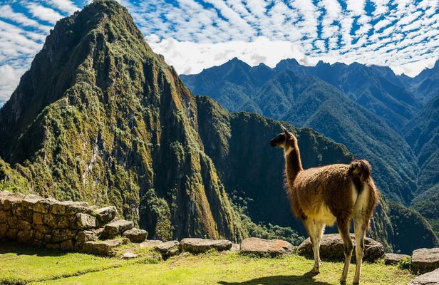 Guided tour of Machu Picchu citadel including entrance