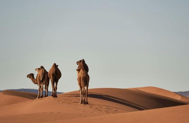 Sahara adventure with optional 4x4 and camel ride