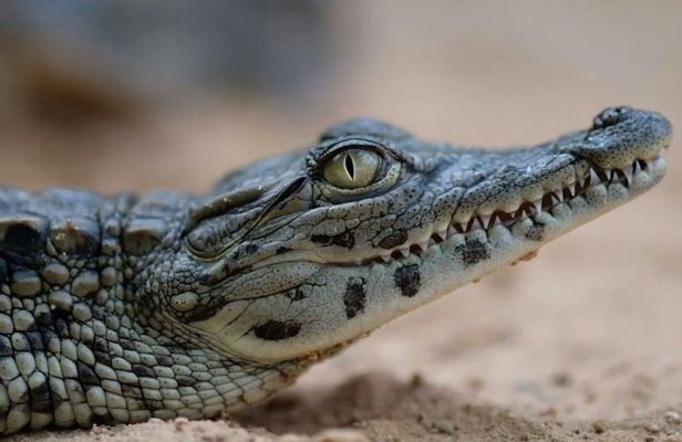 Djerba Explore complex tour with pick-up