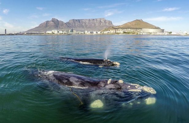 Whale watching boat cruise with transfer from Cape Town