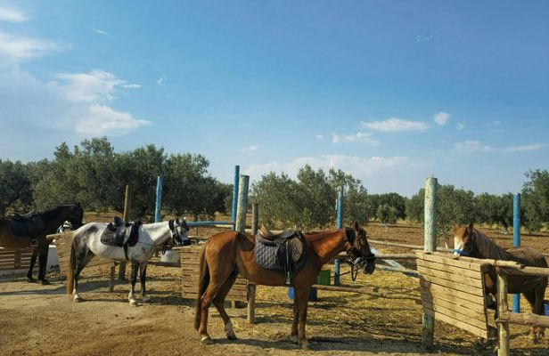 Half-day Hammamet countryside caravan with traditional bread tasting