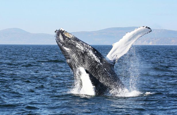 Full-day whale-watching trip from Québec City
