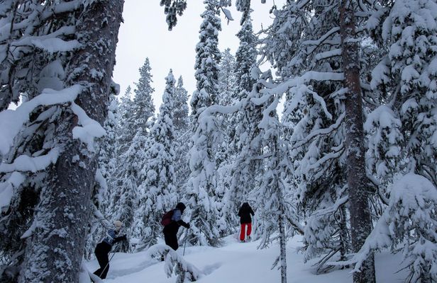 Classic snowshoeing tour in Levi