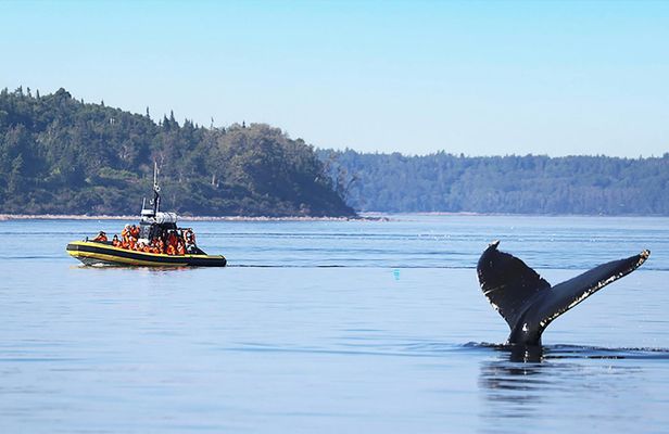 Tadoussac whale watching cruise on a zodiac boat