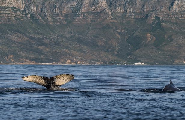 Whale watching boat cruise from Cape Town
