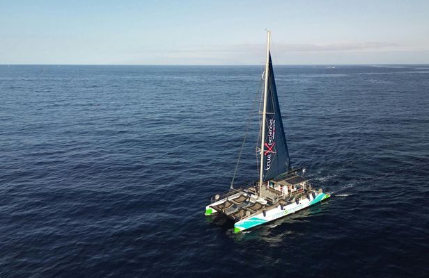 3-hour whale and dolphin observation on an eco-catamaran
