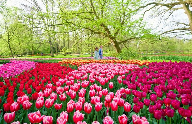 Keukenhof ticket with transfer, bus audio guide and Canal cruise