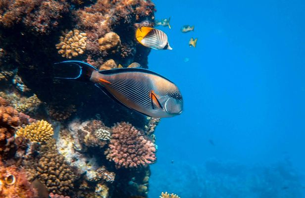 Blue Lagoon and Tanjung Jepun snorkelling experience with lunch