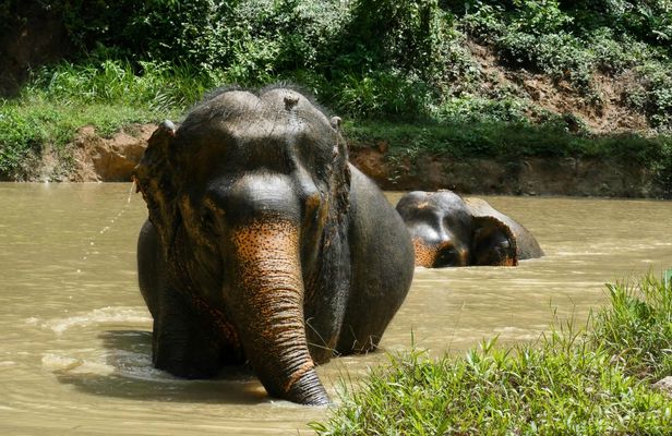 Morning guided tour at hidden forest elephant reserve in Chalong