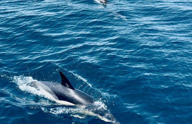 Guided dolphin watching tour in Lagos