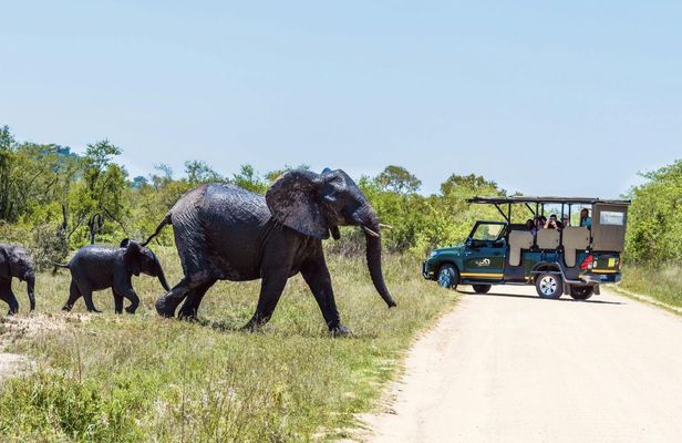 Kruger National Park full-day safari from Hazyview