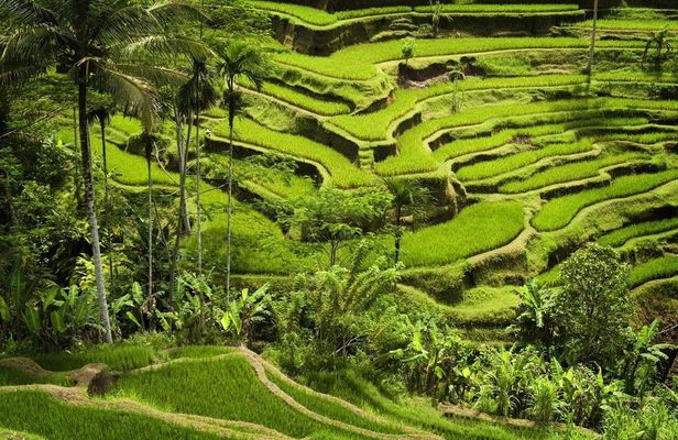 Full-day private guided tour of Ubud