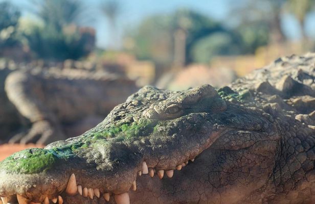Agadir Crocopark entrance and Sunset View in cable car