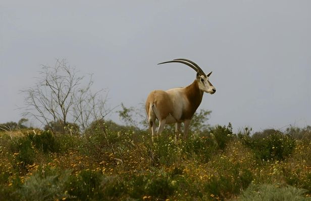 Half-day wildlife and nature tour from Agadir or Taghazout