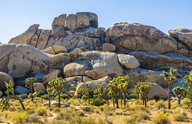 Self-guided audio tour of Hidden Valley trail in Joshua Tree