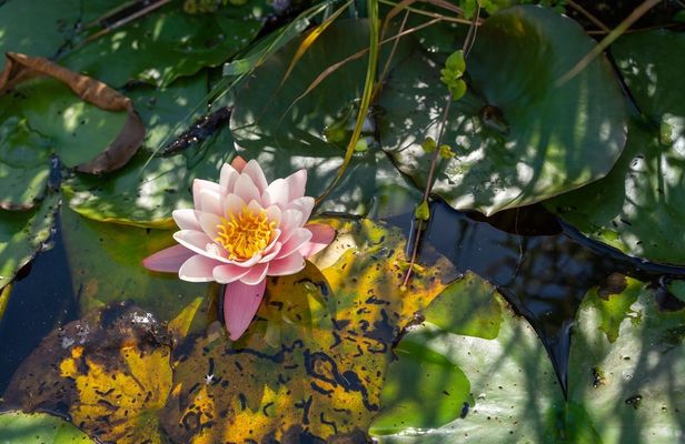 2-hours canoe tour through Waterland with a local guide
