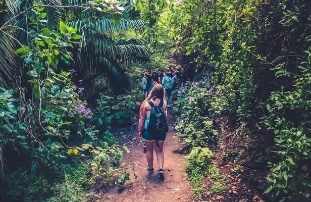 Full-day hiking experience in the rainforest